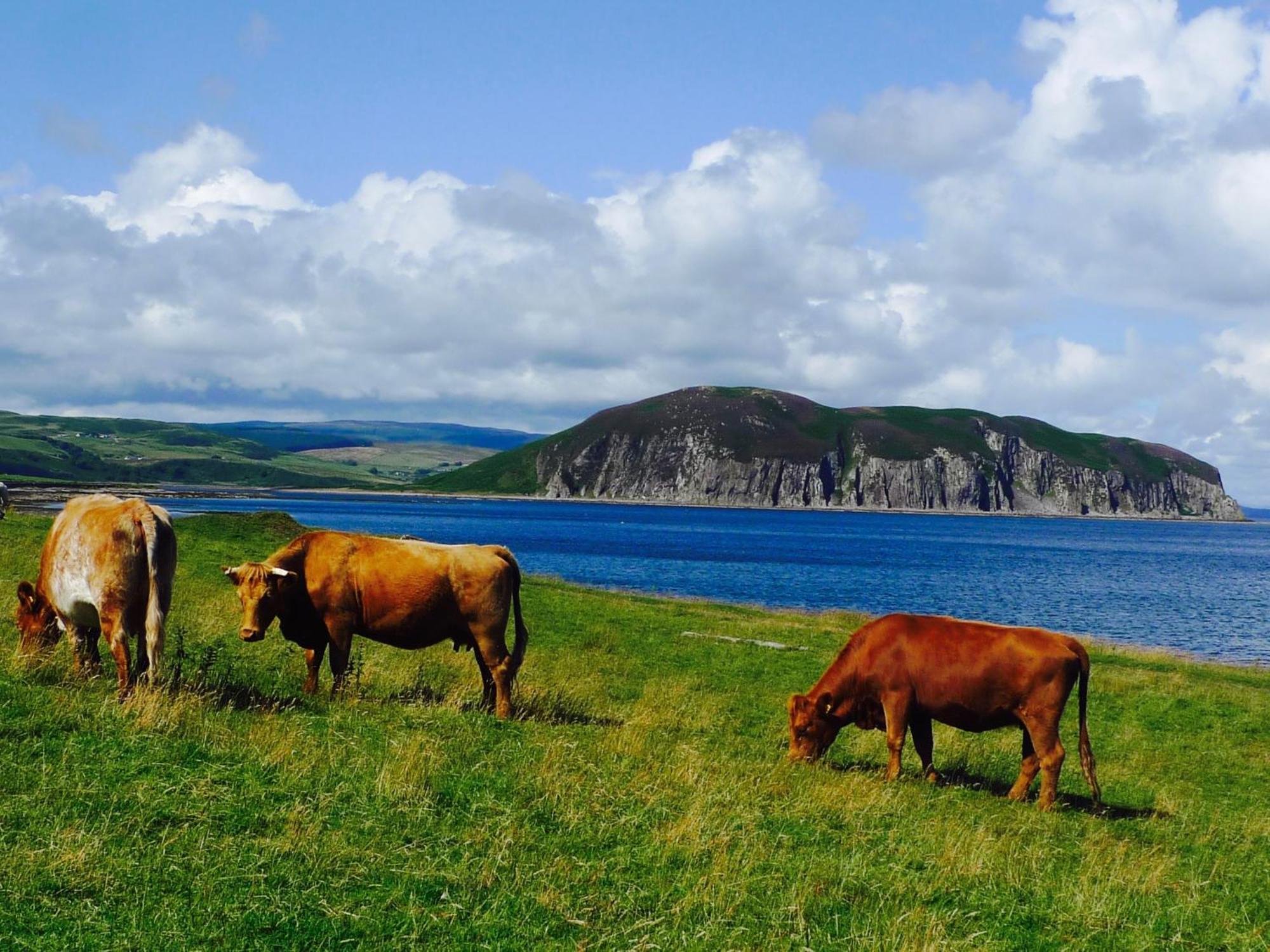 Rural Farmhouse On Kintyre, West Coast Hidden Gem Kildalloig المظهر الخارجي الصورة